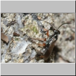 Agenioideus cinctellus - Wegwespe w001a 5mm - Sandgrube Niedringhaussee-det.jpg
